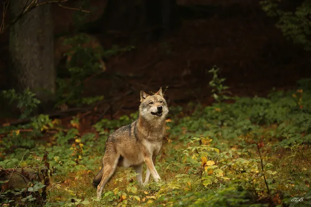 Nationalparkwacht Neuschönau