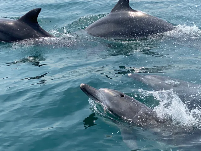 Kuchinotsu Dolphin Watching