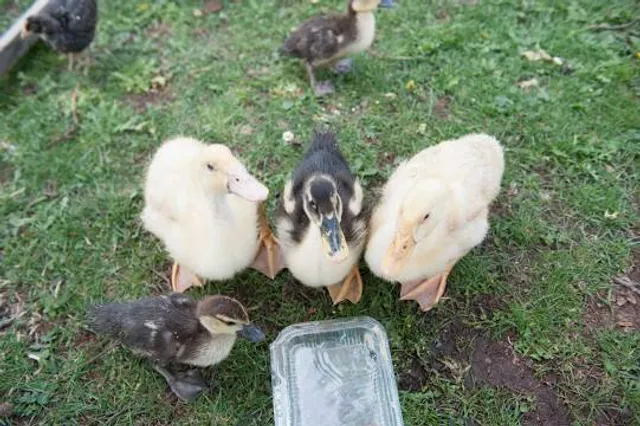Museo Histórico La Campana