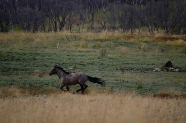 Wildbrumby Schnapps Distillery