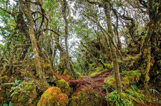 Mount Batu Brinchang