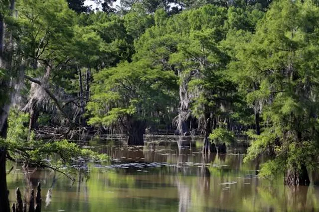 Caddo Lake State Park