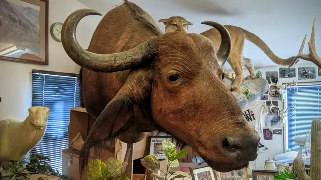 Alpine Taxidermy & Wildlife Museum