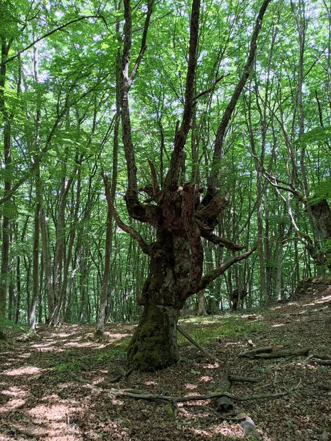 Villafranca Montes de Oca