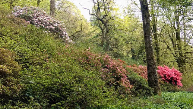 National Trust - Stagshaw Gardens