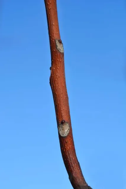 Stadtgarten Saarlouis