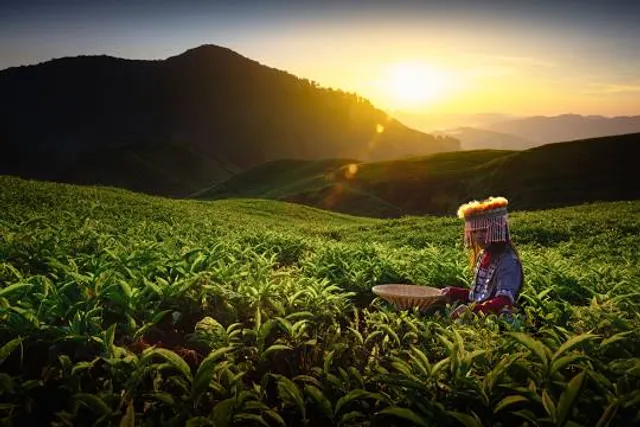Cameron Highland Butterfly Farm