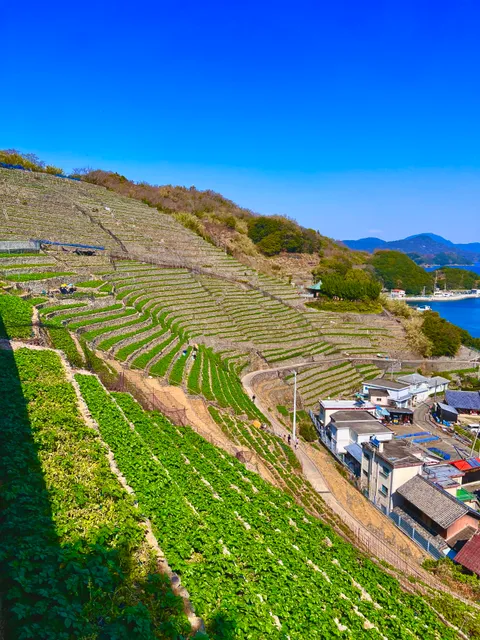 Yusumizugaura Terraced Fields