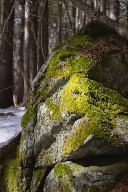 Hills to Sea Trail - Belfast Trail Head