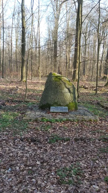 Rezerwat Przyrody Buczyna Szprotawska