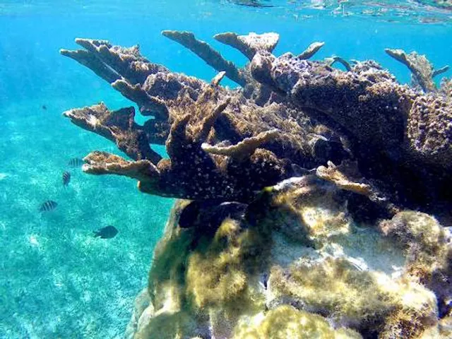 National Reef Park Of Puerto Morelos