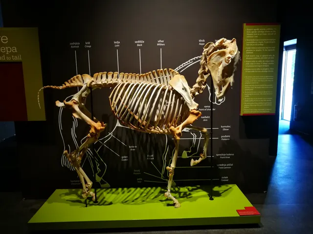 Kobilarna Lipica - Muzej Lipicanca - Lipikum