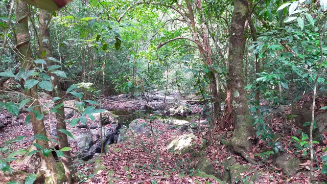 Gola Forest Reserve