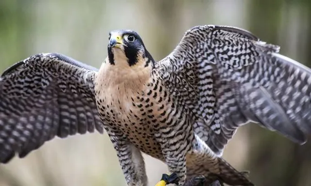 Carolina Raptor Center