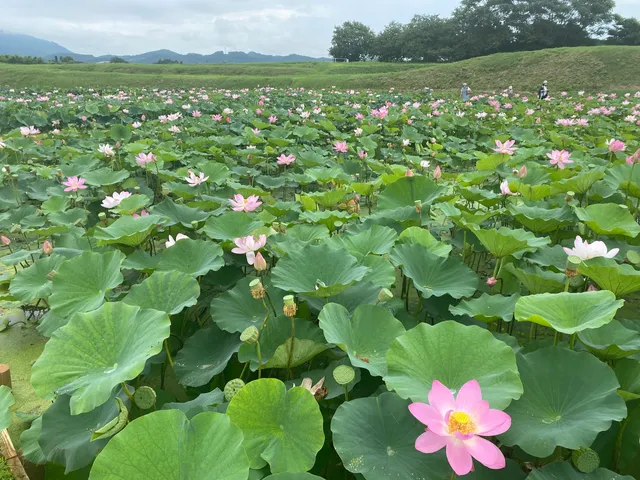 Atsukashisennen Park