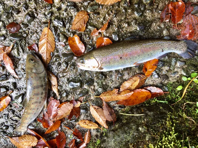 Amagikokusaimasutsuriba