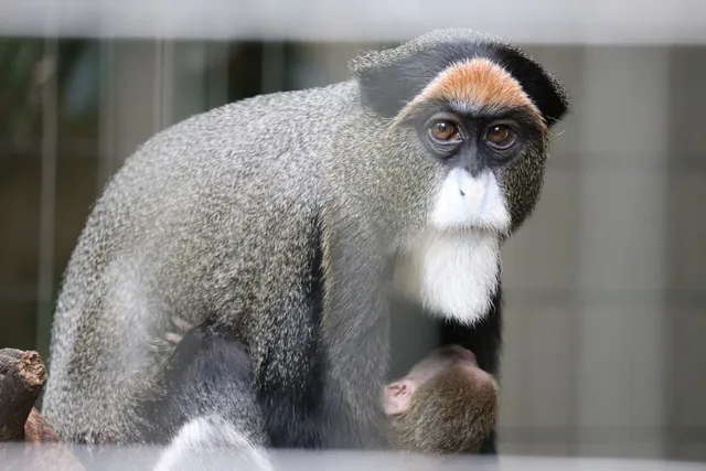Monkey Zone, Chiba Zoological Park