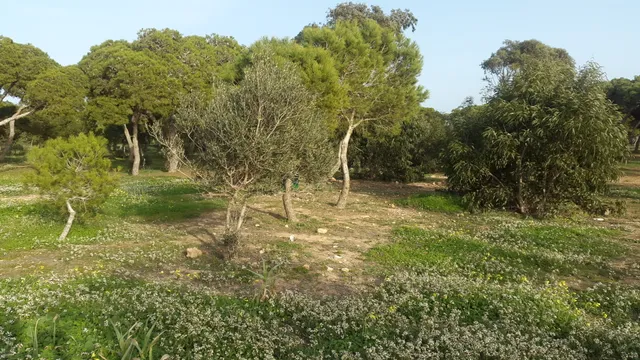 Pinares de Rostrogordo