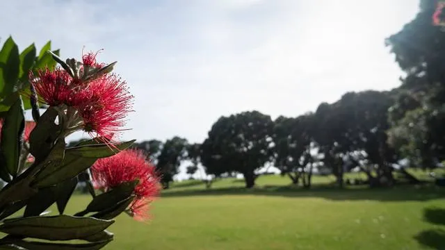 Milford Reserve Playground