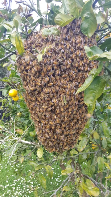 Bee Swarm - Free, Fast and Safe bee swarm collection. Fastest response time in Auckland. Call Now.