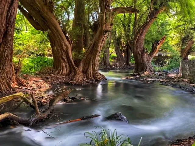 Paseo de Los Ahuehuetes