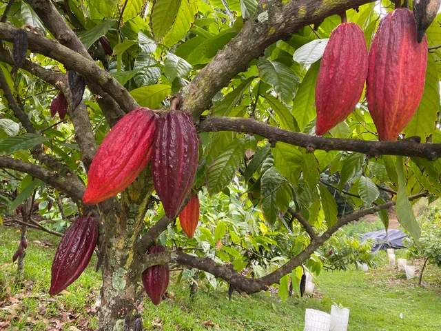 Lydgate Farms Chocolate Tours