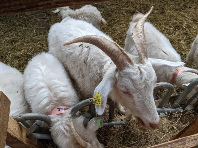 Chèvrerie des Monts Dore