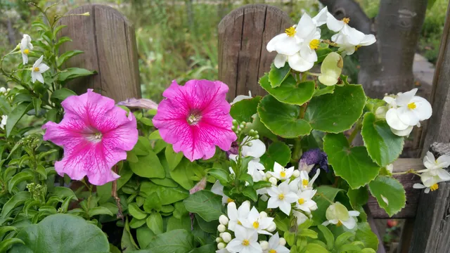 Polish Association of Allotment