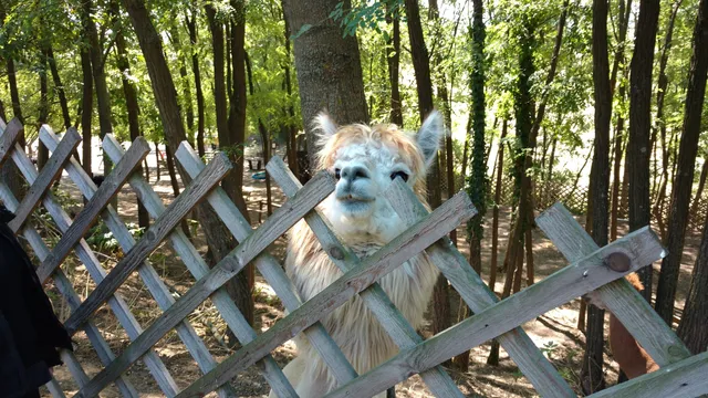 Alpaca Freizeitalm Grafensulz