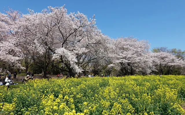 Cherry Blossoms Garden