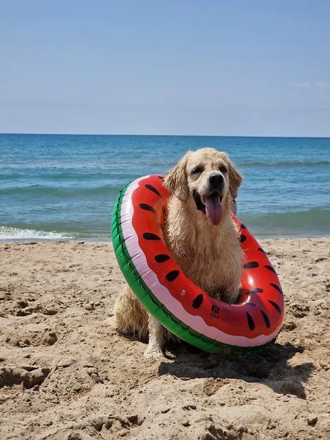 Platja de gossos de Gavà (playa de perros)