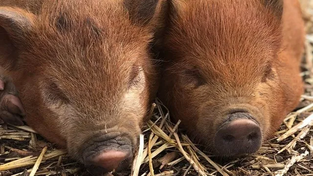 Amersham and Villages Community Board