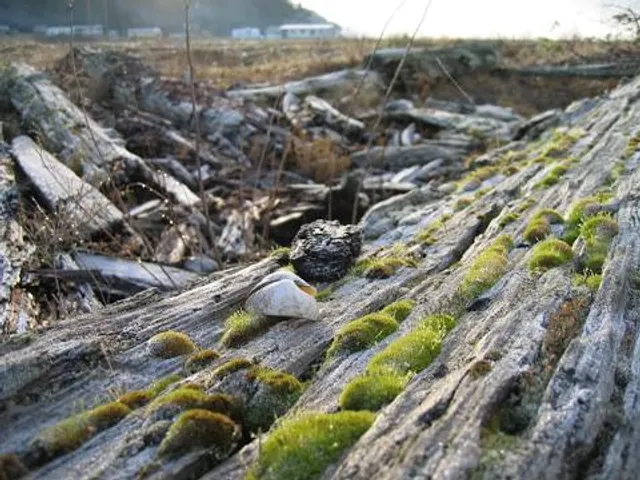 Burgruine Liebenstein