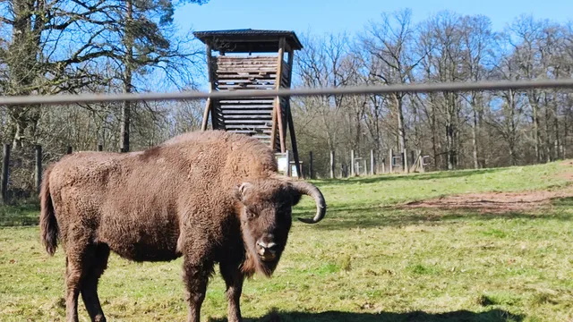 Wisentgehege Hardehausen