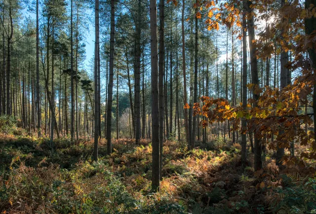 Delamere Forest