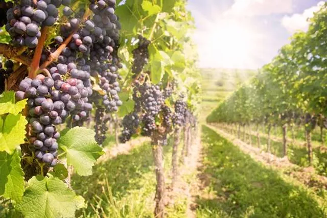 Sunshine Mountain Vineyard