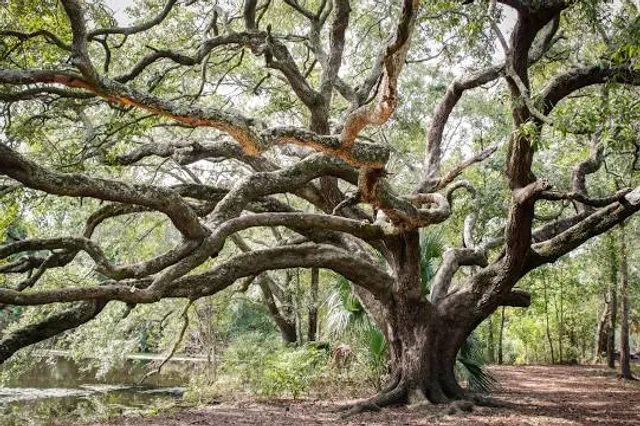 New Orleans City Park