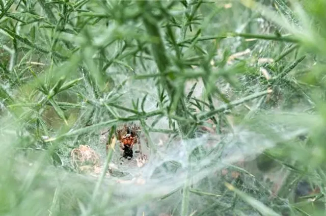 Heysham Nature Reserve