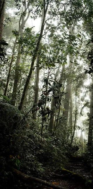 Pine Tree Trail - Entrance