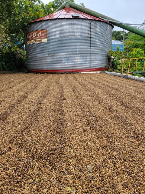 Processing plant "Diria Coffee Tour"