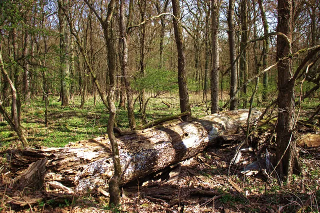 Eichwald und Buschmühle