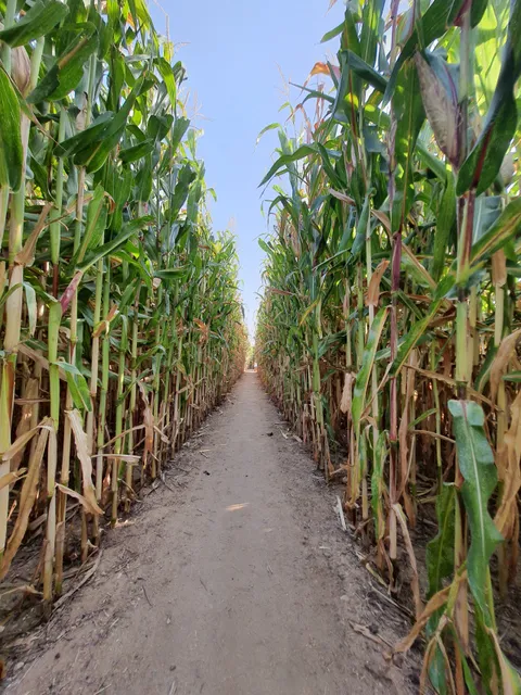 Shafir Regional Council