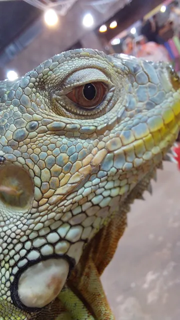 Zoo Fun پارک نوازش حیوانات