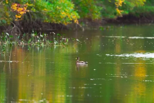 Chicopee Memorial State Park