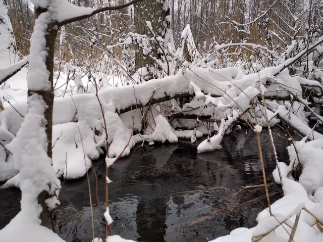 Rezerwat przyrody Młochowski Łęg