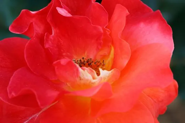 Ikuta Ryokuchi Rose Garden