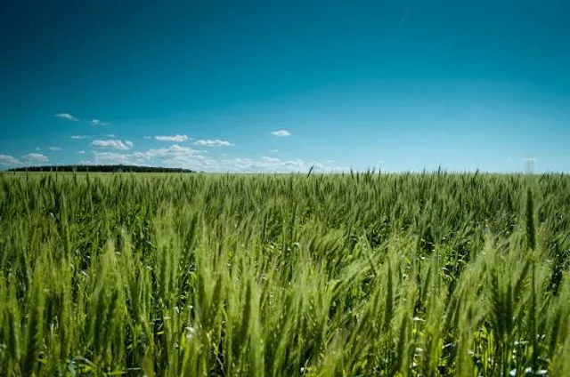 Schildbergturm Schildau