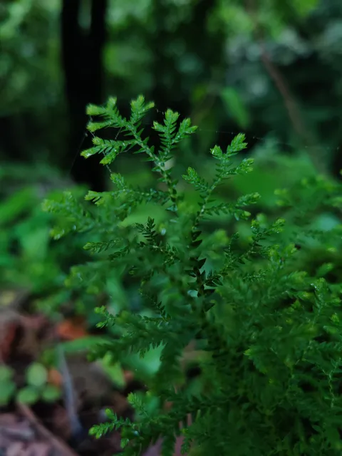 Mussoorie food plaza