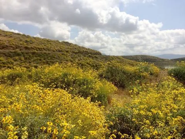 Wildflower Trail