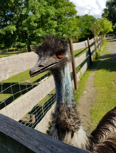 Falkenstein / Vogtl. Zoo